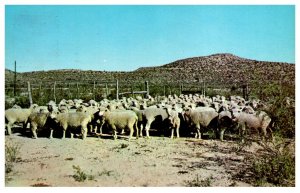 Texas Herd Of Sheep West Texas sheep ranch