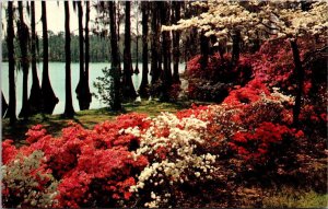 North Carolina Wilmington Greenfield Gardens Azaleas and White Dogwood In Bloom