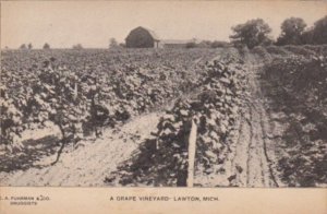 Michigan Lawton A Grape Vineyard