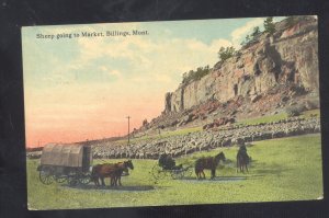 BILLINGS MONTANA SHEEP RANCH GOING TO MARKET HERDING VINTAGE POSTCARD 1913