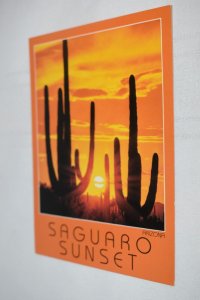 Saguaro Sunset Cactus Arizona Postcard 936 Curteich Petley Studios