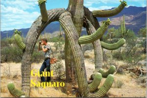 Postcard AZ Saguaro Cactus Man standing under Saguaro taking a picture