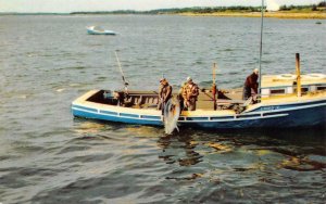 WEDGEPORT, NS Canada   TUNA FISHING Fishermen & Boat Louis V   ca1950's Postcard