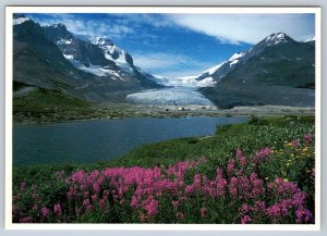 Athabasca Glacier, Jasper National Park Alberta Postcard, Carole Harmon, NOS