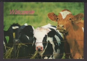 Wisconsin Dairy Cows - Dairy farming is a mjor industry - Cont'l