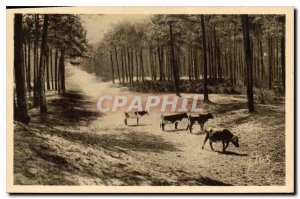 Old Postcard Capbreton Sea Cows Landscape