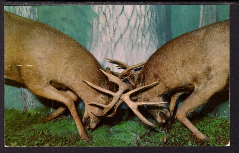 Deer Locking Antlers,Henkelmans Museum,Woodruff,WI BIN