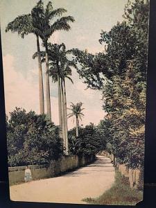 Postcard Road lined with Royal Palms in Bermuda.     W3