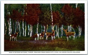 M-58595 Deer In Kaibab National Forest Reached From Cedar City Utah Arizona