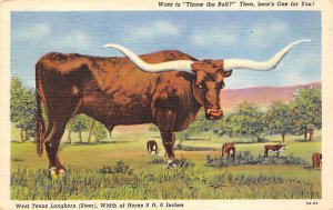 West Texas Longhorn Steer Texas, USA Cow Unused 