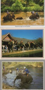 Elephants Bathing at North Thailand 3x Postcard