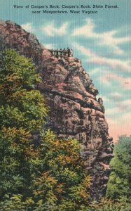 Vintage Postcard 1930's Cooper's Rock State Forest Near Morgantown West Virginia