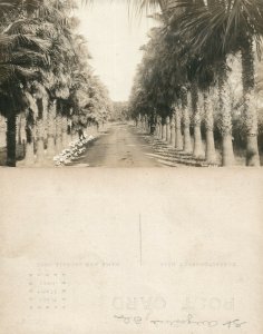 ST.AUGUSTINE FL PALM DRIVE GARNETT GROVE ANTIQUE REAL PHOTO POSTCARD RPPC