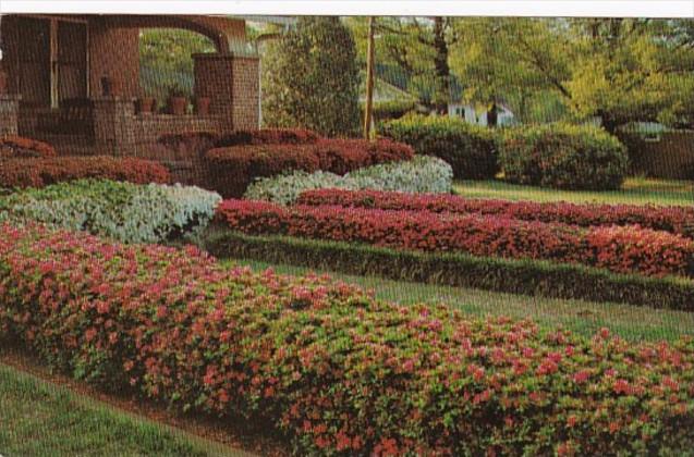 Mississippi McComb Residential Scene With Flowers