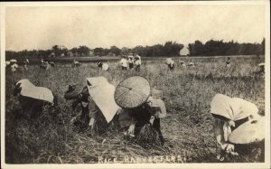 Asian Rice Harvesters Real Photo RPPC Vintage Postcard