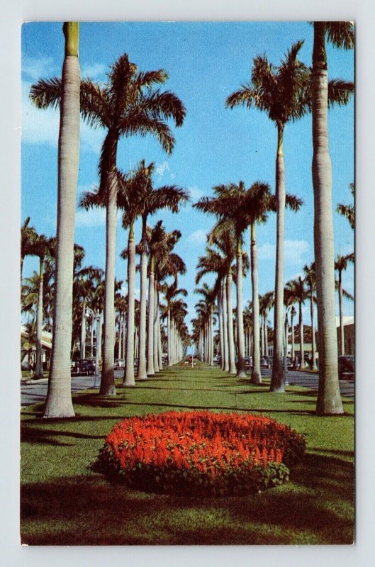 Towering Royal Palms Trees Southern Beauty Scene Flower Bed UNP Vintage Postcard 