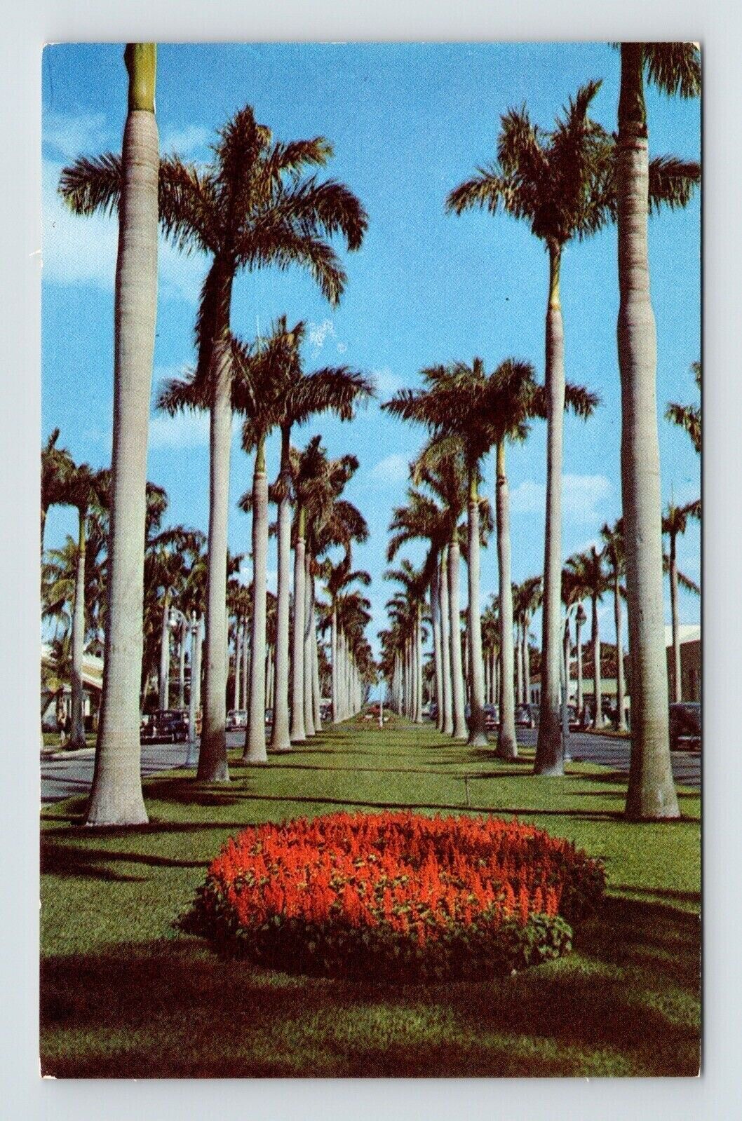 Towering Royal Palms Trees Southern Beauty Scene Flower Bed UNP Vintage ...