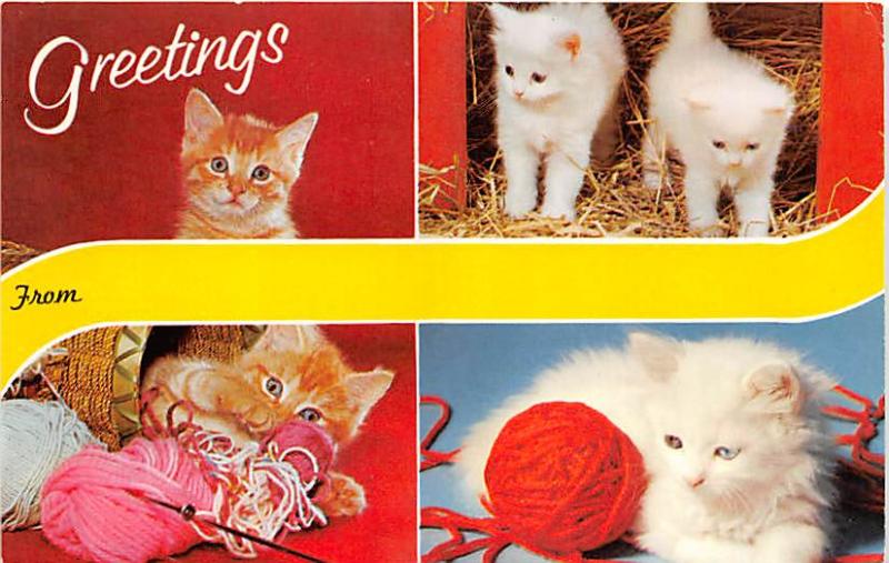 Cats Greetings Cat Unused 