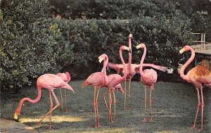 Flamingos Florida, USA 1967 