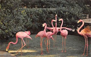 Flamingos Florida, USA