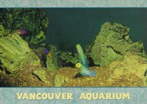 Canada Vancouver Yellow Headed Jawfish