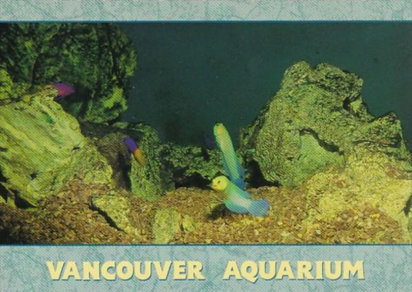 Canada Vancouver Yellow Headed Jawfish