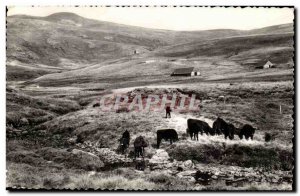 Modern Postcard lead Cantal & # 39alt 1887m) A pasture (cows)