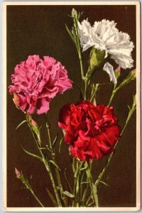 Dianthus - Oeillet - Carnation - Nelke Flower Bouquet Large Print Postcard