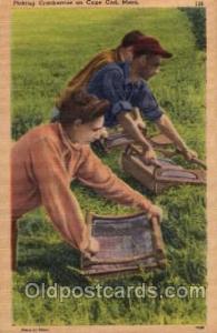 Cranberry Picking, Cape Cod, Massachusets Farming Postcard Post Card  Cranber...