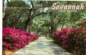 Forsyth Park oaks azaleas Savannah GA Georgia postcard