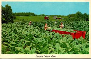 Virginia Tobacco Field Being Harvested