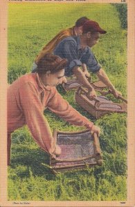 Cape Cod MA Cranberry Harvest, People Picking Cranberries, 1947 Linen