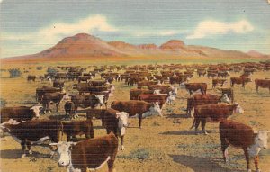 Round Up Time on the Range Cows Great Southwest Unused 