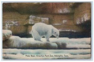 c1950's Polar Bear Overtaken Park Zoo Memphis Tennessee TN Vintage  Postcard