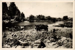 CPM Tel el Kadi - Cattles at the River ISRAEL (1030586)
