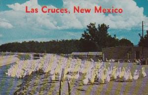 New Mexico Las Cruces Geese On The Stahamann Ranch 1966