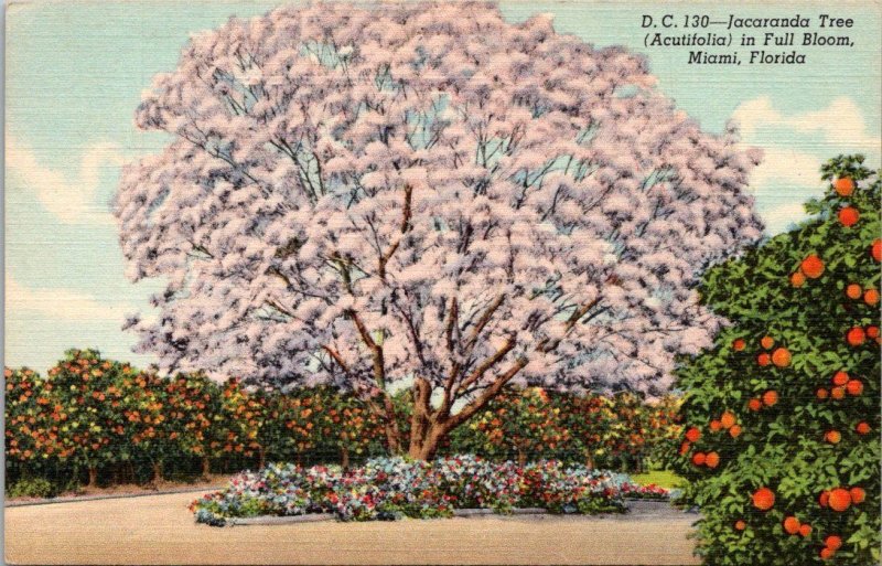Florida Miami Jacaranda Tree In Full Bloom Curteich