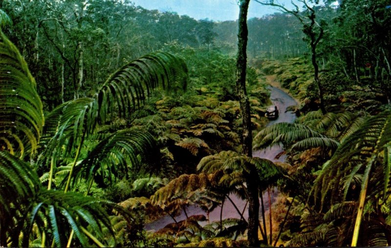 Hawaii National Forest Fern Forest