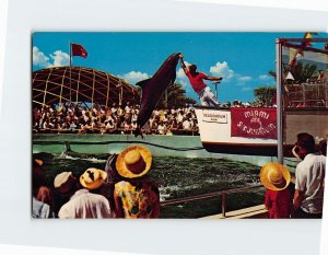 Postcard Tremendous leap by one of the porpoises Miamis Seaquarium Miami FL USA