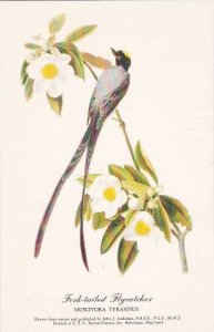 Fork-tailed Flycatcher Drawn From Nature & Published by John J Audubon