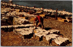 Drying Salt Fish Typical Fishing Scene Around Nova Scotia Canada Postcard