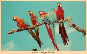 Vintage Postcard 1950'S Florida'S Colorful Macaws Wild Parrot Jungle Miami Fla.