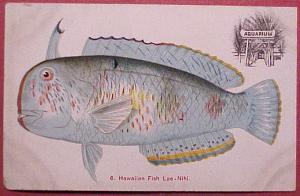 1910's Colorful Hawaiian Fish Lae-Nihi Jas Steiner PMC #6