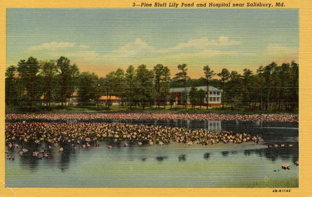 MD Salisbury. Pine Bluff Lily Pond and Hospital United States