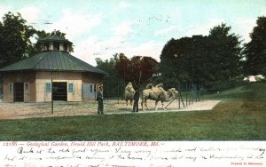 Vintage Postcard 1907 Geological Garden Druid Hill Park Baltimore Maryland M.D.