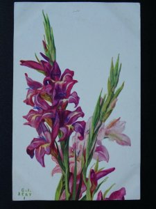 Flower GLAIEUL / GLADIOLI - Old French Postcard