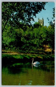 Swan, Central Park, Moose Jaw, Saskatchewan, Vintage Chrome Postcard