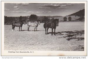 New York Greetings From Mountainville Horses Real Photo