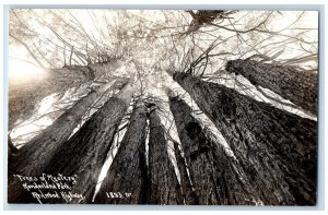 Patterson CA Postcard RPPC Photo Trees Mystery Wonderland Park Redwood Highway