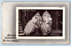 HI Robbins Signed Postcard Cute Cat Kittens Fluffy Pets Canby Minnesota MN 1912